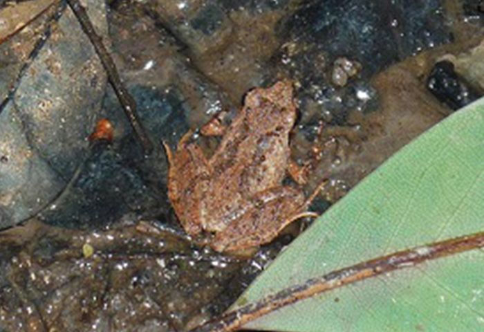 Romer's Tree Frog 2